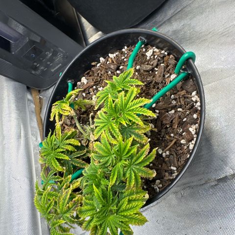 Superboof 2 growlog timeline photo