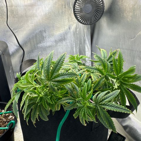 Super Boof growlog timeline photo