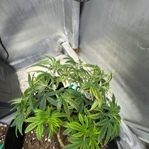 Super Boof growlog timeline photo