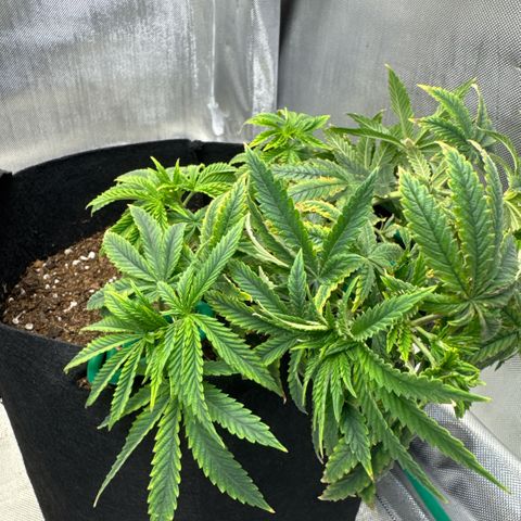 Super Boof growlog timeline photo