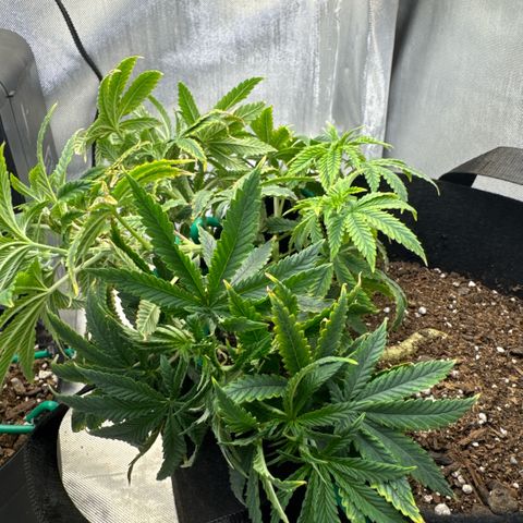 Super Boof growlog timeline photo