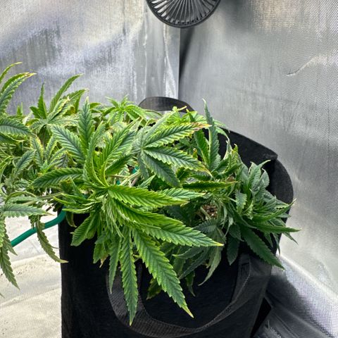 Super Boof growlog timeline photo