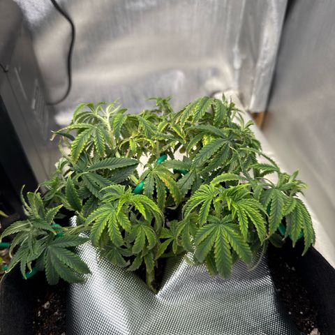 Super Boof growlog timeline photo