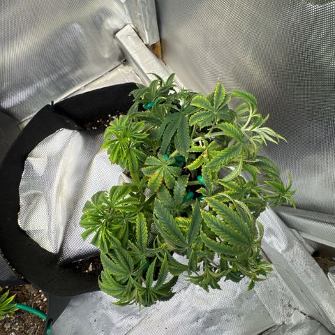 Super Boof growlog timeline photo