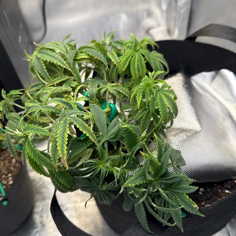 Super Boof growlog timeline photo
