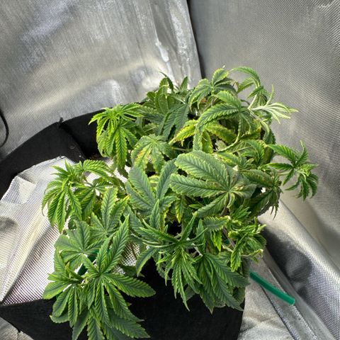 Super Boof growlog timeline photo