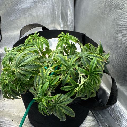 Super Boof growlog timeline photo