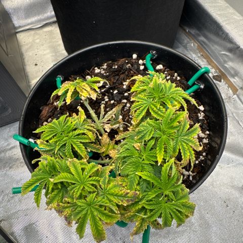 Superboof 2 growlog timeline photo