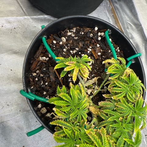 Superboof 2 growlog timeline photo