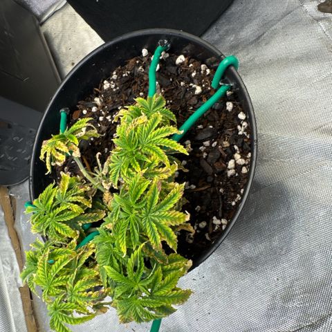 Superboof 2 growlog timeline photo