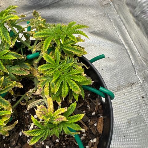 Superboof 2 growlog timeline photo