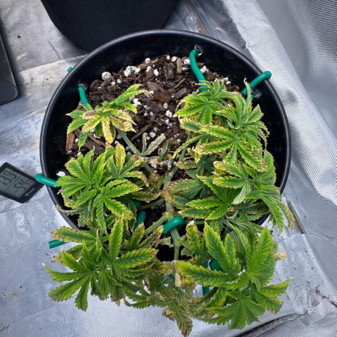 Superboof 2 growlog timeline photo