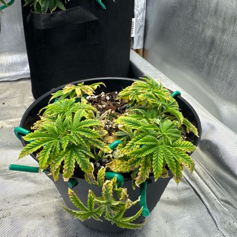 Superboof 2 growlog timeline photo