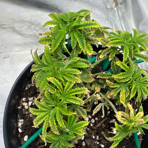 Superboof 2 growlog timeline photo