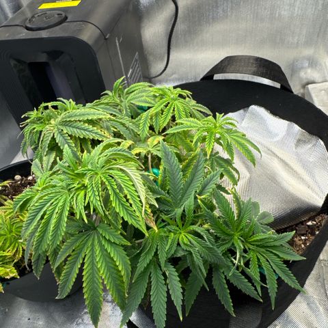 Super Boof growlog timeline photo