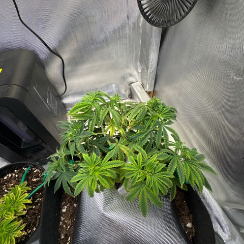 Super Boof growlog timeline photo