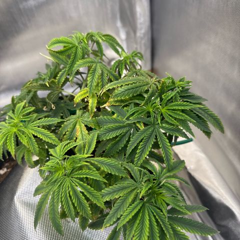 Super Boof growlog timeline photo