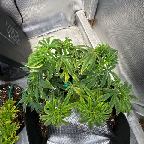 Super Boof growlog timeline photo