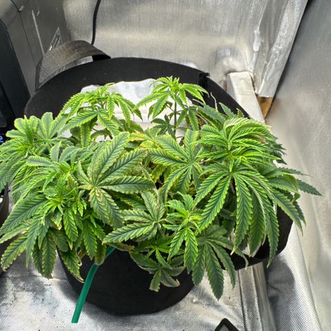 Super Boof growlog timeline photo