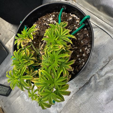 Superboof 2 growlog timeline photo
