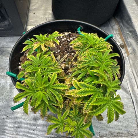 Superboof 2 growlog timeline photo
