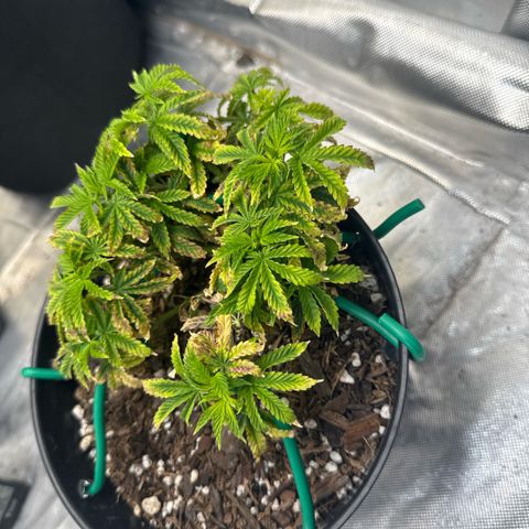 Superboof 2 growlog timeline photo