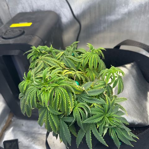 Super Boof growlog timeline photo