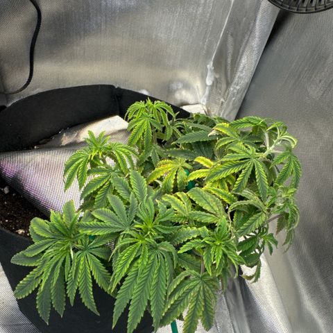 Super Boof growlog timeline photo