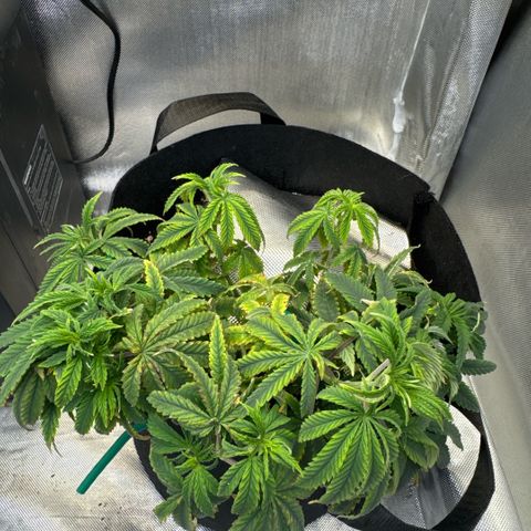 Super Boof growlog timeline photo