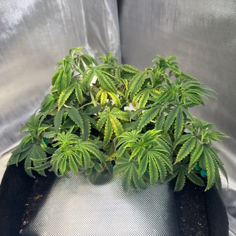 Super Boof growlog timeline photo