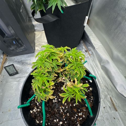 Superboof 2 growlog timeline photo