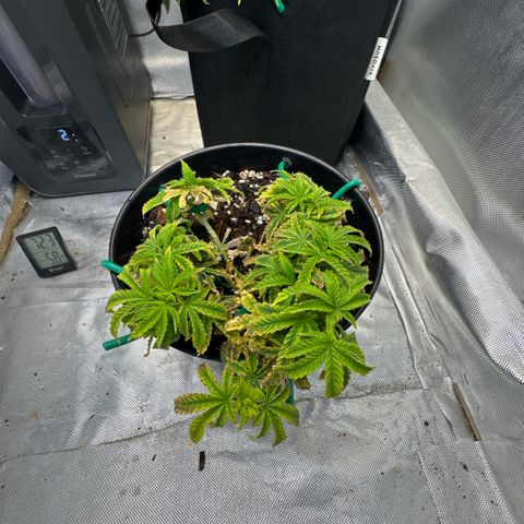 Superboof 2 growlog timeline photo
