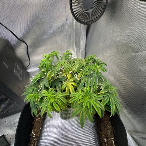 Super Boof growlog timeline photo