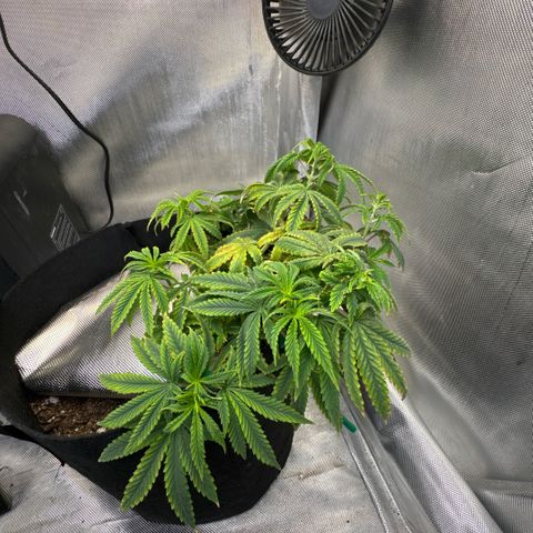 Super Boof growlog timeline photo