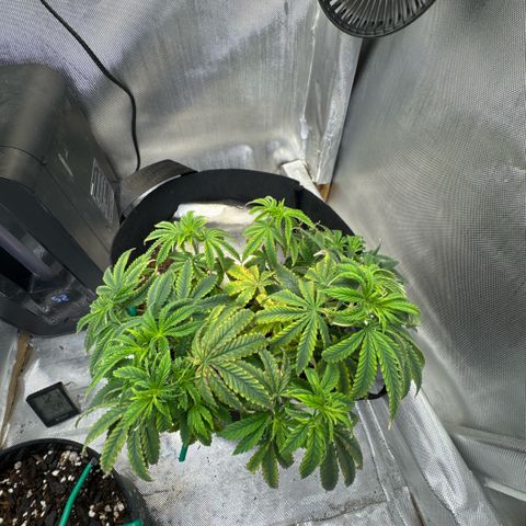 Super Boof growlog timeline photo