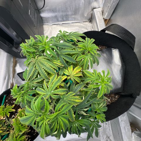 Super Boof growlog timeline photo
