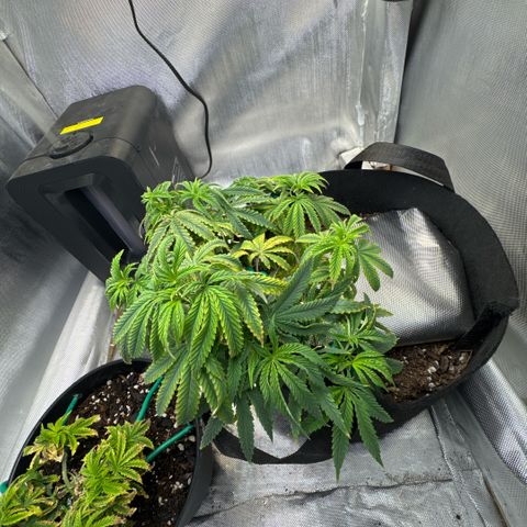 Super Boof growlog timeline photo