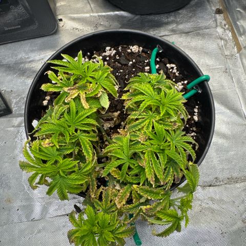 Superboof 2 growlog timeline photo