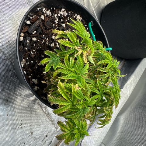 Superboof 2 growlog timeline photo