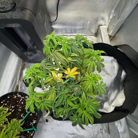 Super Boof growlog timeline photo