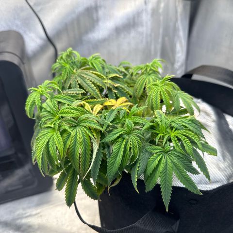 Super Boof growlog timeline photo