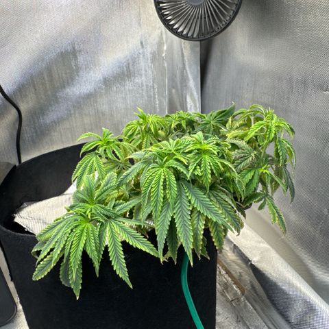 Super Boof growlog timeline photo