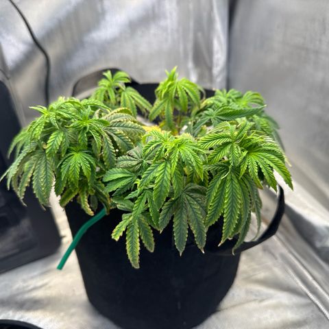 Super Boof growlog timeline photo