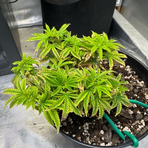 Superboof 2 growlog timeline photo