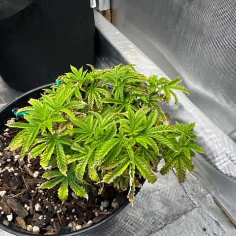 Superboof 2 growlog timeline photo