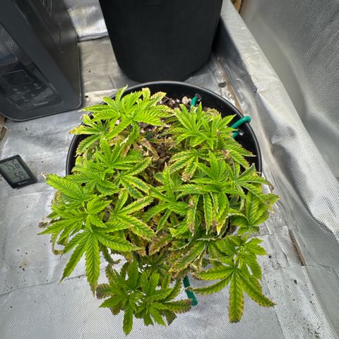 Superboof 2 growlog timeline photo