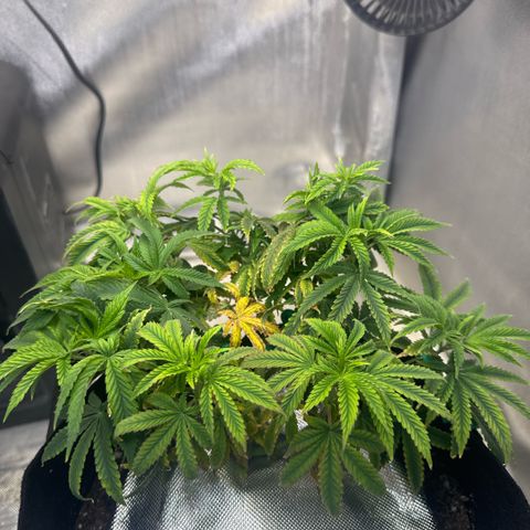 Super Boof growlog timeline photo