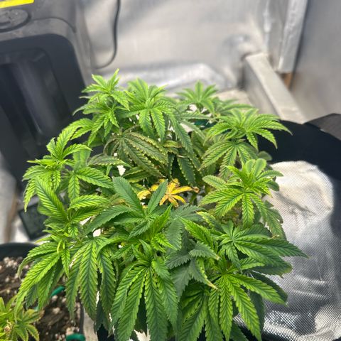 Super Boof growlog timeline photo
