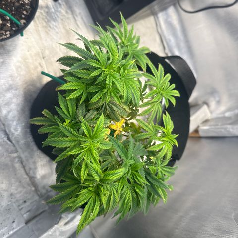 Super Boof growlog timeline photo