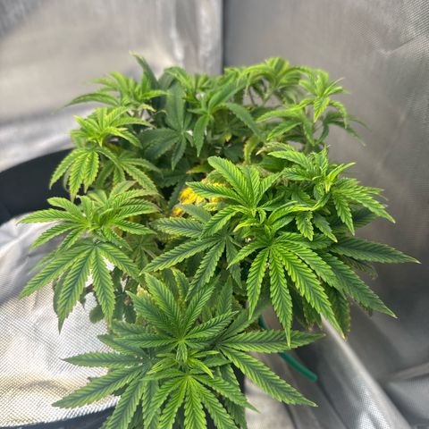 Super Boof growlog timeline photo